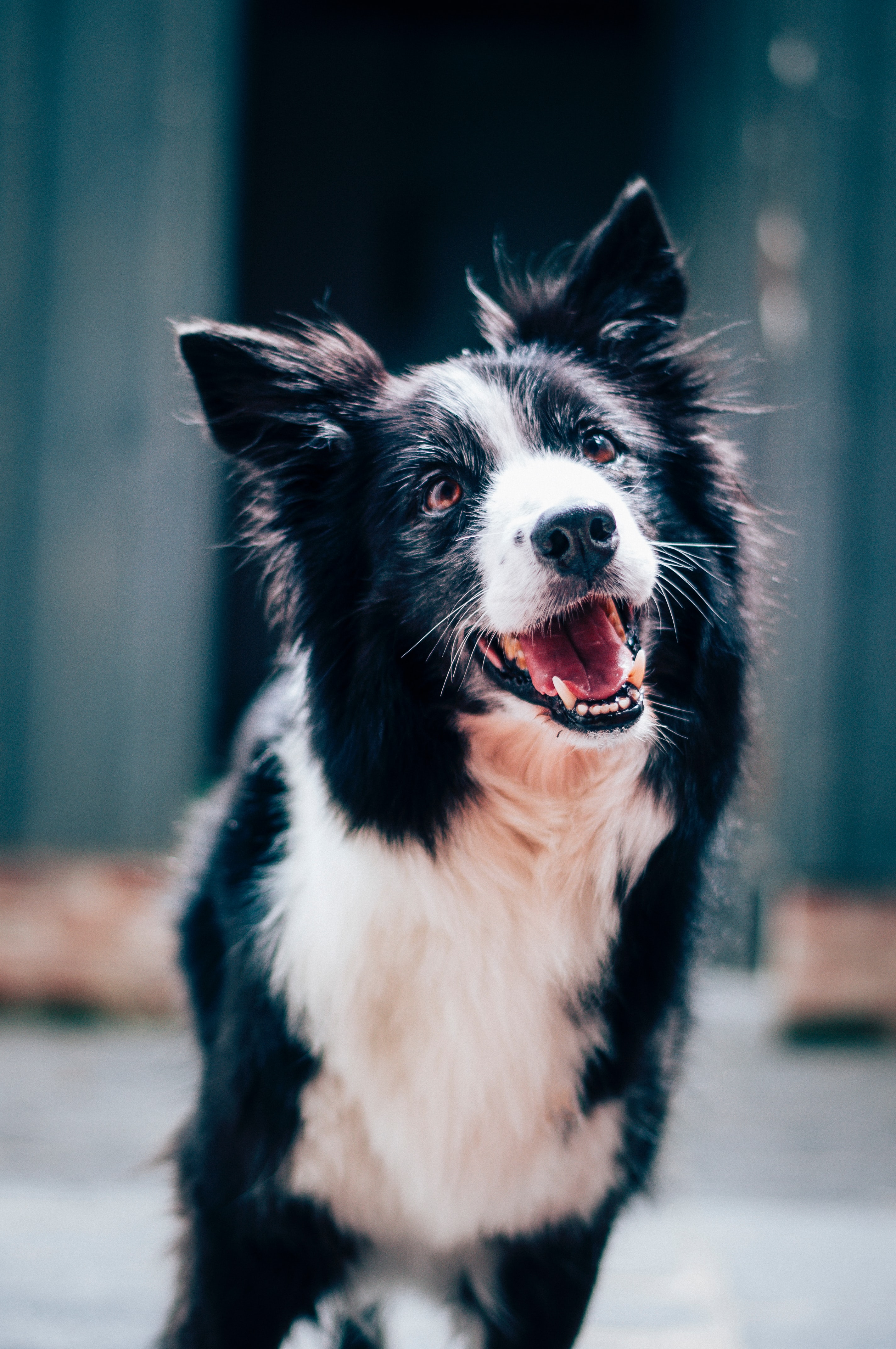 cranio bei hund